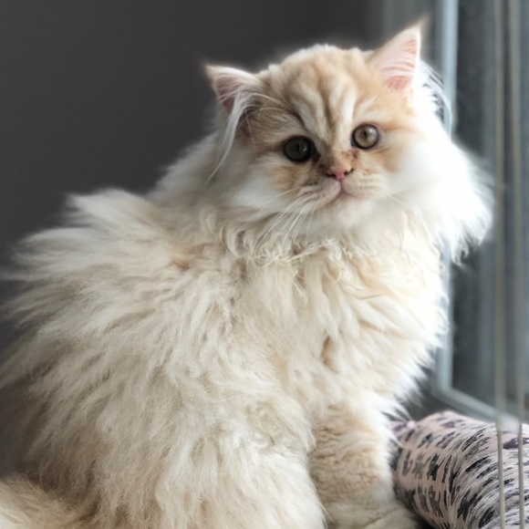 Meet your Posher, Irena - Picture 1 of 1